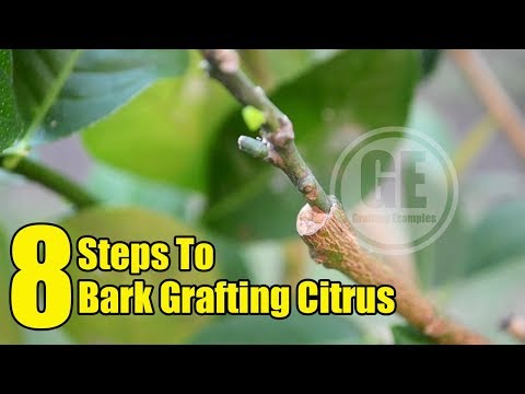 8 Steps To Bark Grafting Citrus Tree
