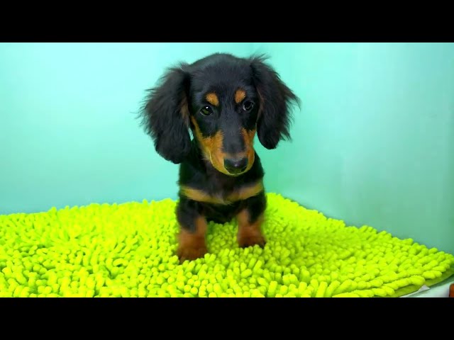 (子犬) 犬種：ダックスフンド・ミニチュア・ロング 女の子 ブリーダー マロニエケンネル　MARRONNIER KENNEL k3779の画像