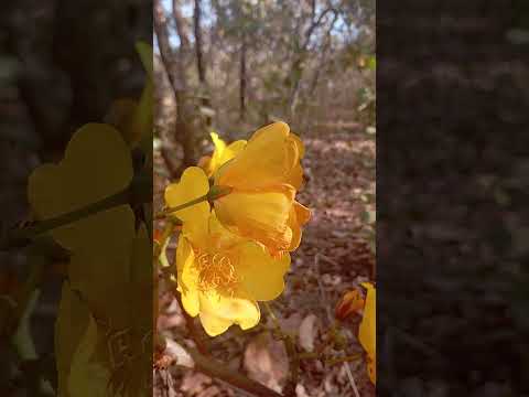 TERAPIA GRÁTIS :  A BELEZA que CURA do Cerrado de Baldim | Flores do Campo #flowers #natureza #