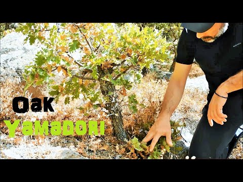 Oak Yamadori Hunting High On The Mountain Vol. 4 - Bonsai Inspiration From Greek Nature