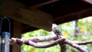 preview picture of video 'Ruby-throated Hummingbird gets clotheslined off his perch'