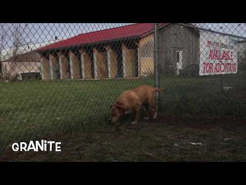 Granite, an adopted Pit Bull Terrier Mix in Syracuse, NY_image-1