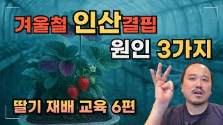 딸기재배 겨울철 인산을 못 먹는 이유 3가지와 해결방법 알려드립니다.| 온도·pH·폴리인산 완전 정리 | 딸…