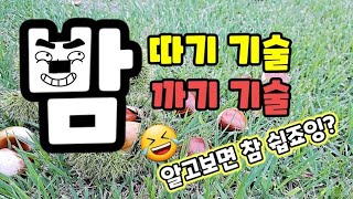 햇밤 밤송이 까는법 밤수확해서 밤송이 알까기 / 시베리안허스키는 알밤을 먹을까? 알밤까기