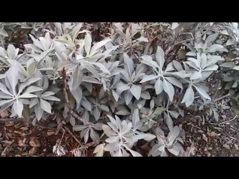 White Sage, Black Sage, and Sagebrush.