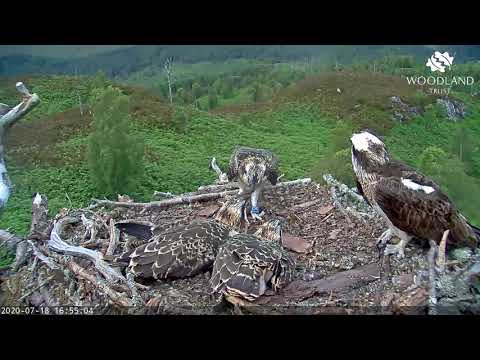Osprey sibling rivalry over a fish - Loch Arkaig Osprey Cam (2020)