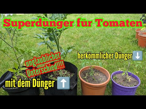 My miracle fertilizer for a bountiful tomato harvest! Super fertilizer for tomato plants
