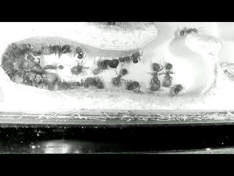Ants at Work (Nest)