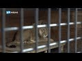 Remy en z'n vrienden: Simba mag naar zijn nieuwe verblijf! #20