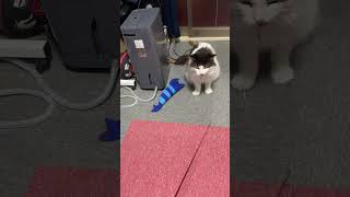 鈴を咥えたい猫【ノル猫ミロシー】 #shorts