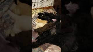 Video preview image #1 Poodle (Standard) Puppy For Sale in BRANDON, FL, USA
