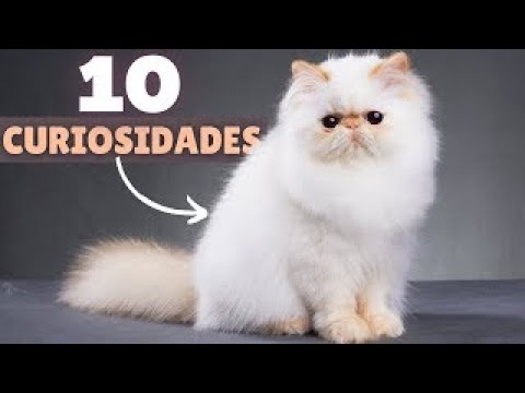 10 DATOS CURIOSOS de los gatos PERSAS