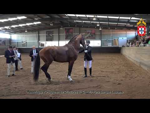 230424 1 Pintor da Coutada - Aprovação de Garanhões