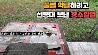 출근하자마자 오는 장수말벌 끈끈이에 붙여서 친구들 유인하기