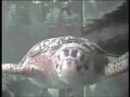 Underwater Oceanarium