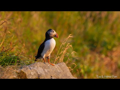 Die Vogelinsel Runde, immer wieder eine Reise wert -  The bird island Runde, always worth a trip
