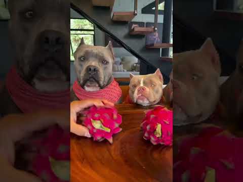 soy el perro español más guapo? #viral #perros #perrofeliz #dúo