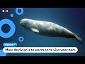 Er zwemt een witte dolfijn in een rivier in Frankrijk