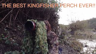 BIRD/WILDLIFE PHOTOGRAPHY. Distracted by Funghi. When it doesn't always go to plan.