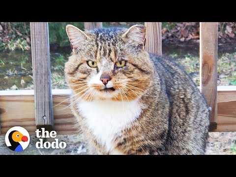 Hissing Feral Cat Becomes A Couch Potato | The Dodo Adopt Me!