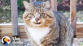 Hissing Feral Cat Becomes A Couch Potato | The Dodo Adopt Me!