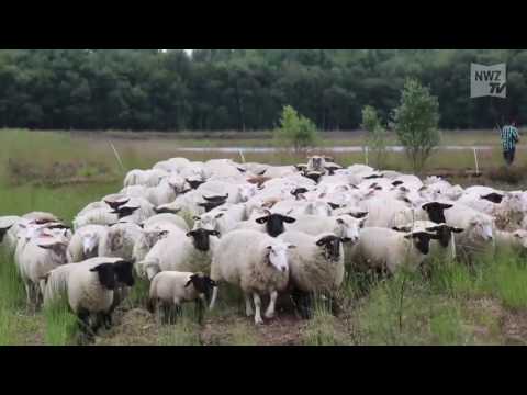 Dilemmääh: Wer hat 46 Schafe bei Ditzum gestohlen?"