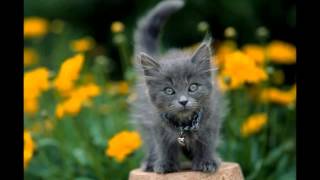 Everything but the Girl- Good Cop Bad Cop