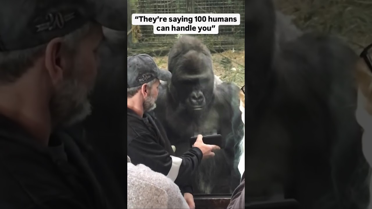 100 Men vs 1 Gorilla… His Reaction to the Meme Says It All #funny #foryou #fyp #fy #memes