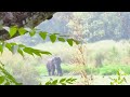 Pilibhittigerreserve Jungleanimal Wildlife Animal Nature Elephant Elephantattack Elephants