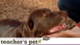 Come When Called 4: Outside | Teacher's Pet With Victoria Stilwell