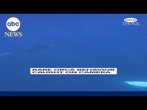 Rare orca behavior caught on camera