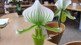 花、花のスライドショー、ラン科②サ、ヤ行20180417