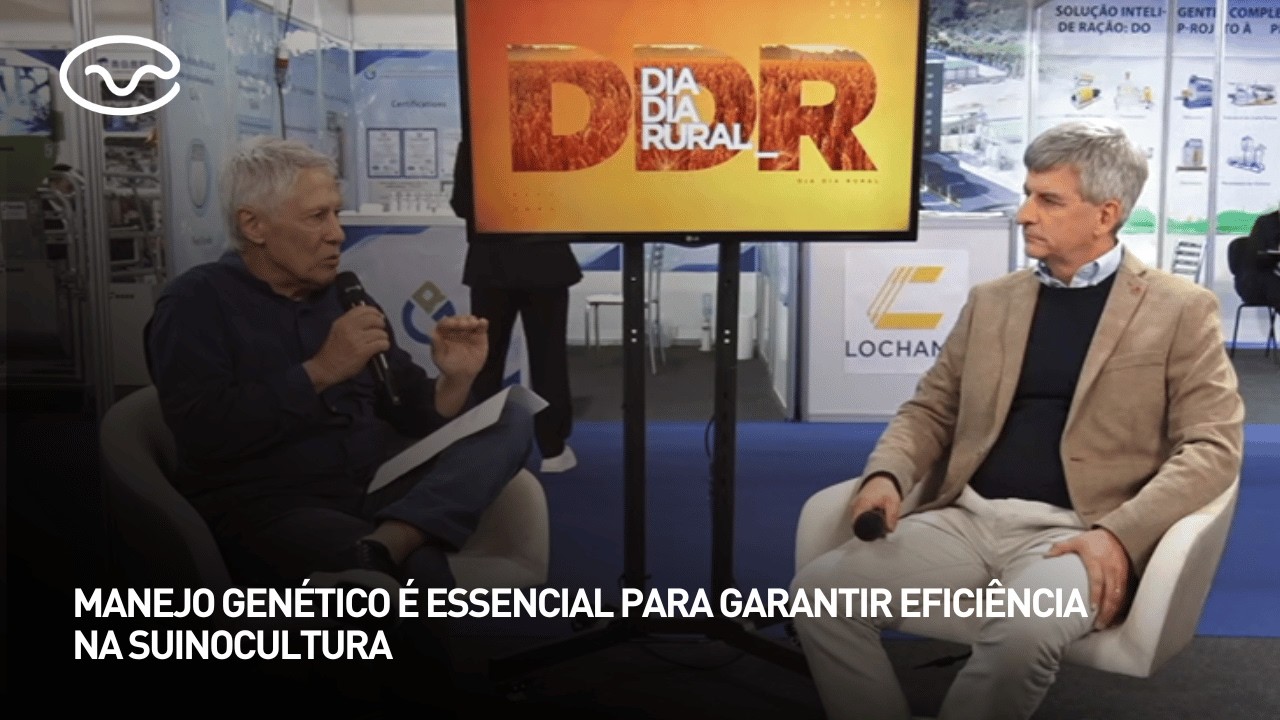 Manejo genético é essencial para garantir eficiência na suinocultura