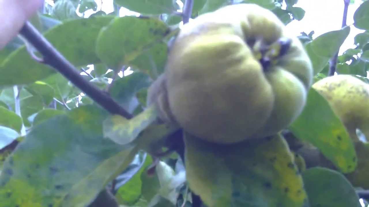 Айва