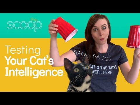 Testing My Cat's Intelligence | The Scoop - YouTube