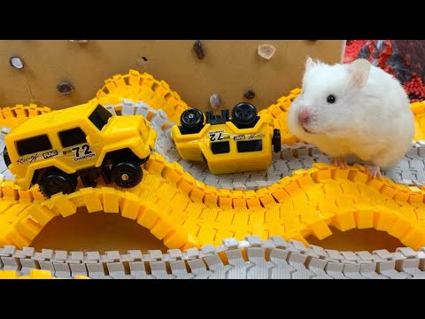 Hamster Escapes Room Maze [OBSTACLE COURSE] Prison Maze