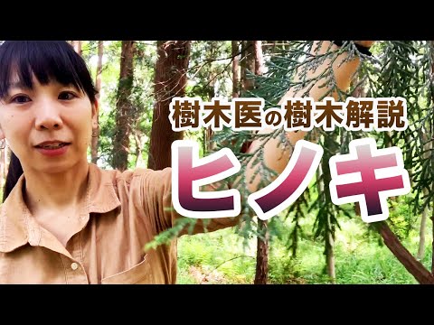 小貝ヒノキ 植物