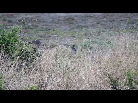 Djuma: Blacksmith Lapwing still sitting on nest - 15:04 - 10/13/2022