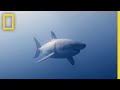 How To Identify A Bull Shark Raging Bull Shark