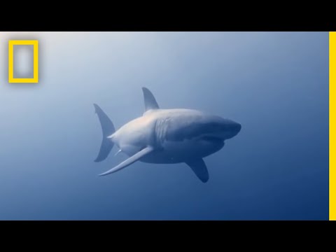 How to Identify a Bull Shark | Raging Bull Shark