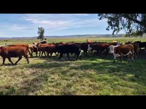 Campo Ganadero 272 hás Grutas de Salamanca/Maldonado/ Uruguay