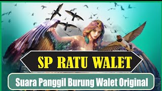 Download lagu The Voice Calling Queen Swallow By SWT mp3
