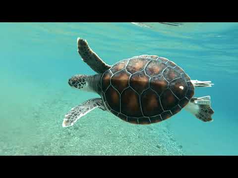 【日本一早い海開き③】アオウミガメの放流＆小笠原村観光協会長の挨拶