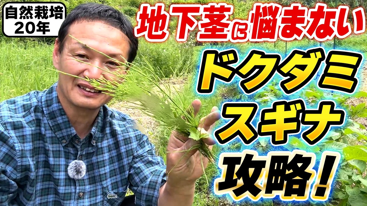 ドクダミ・スギナの向き合い方と解決法
