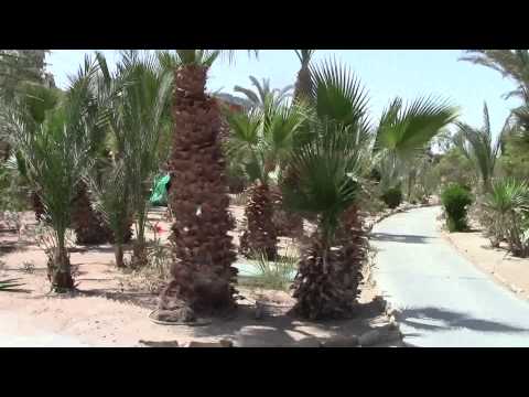 Отель  Sheraton Miramar Resort El Gouna 5* .