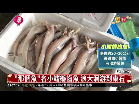 "那個魚"油炸酥嫩 東石漁民賺一筆