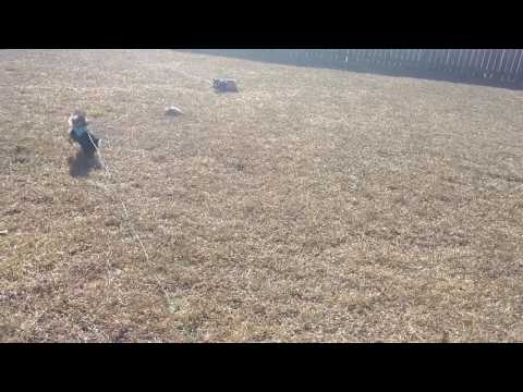 Mr. Charlie and Mr. Winston's outside time