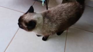 75 - Os gatos e a chuva