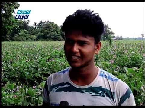 পাবনায় আগাম জাতের শিম আবাদ