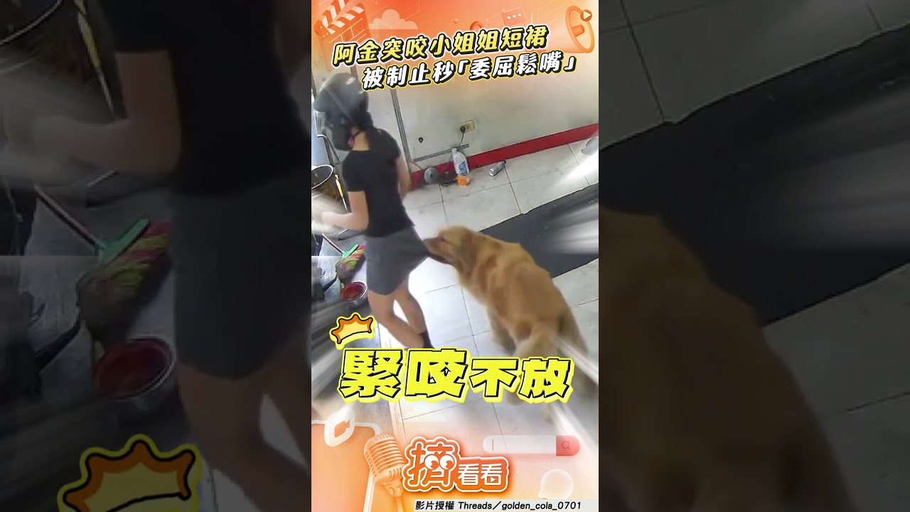 影音／阿金突咬小姐姐短裙「緊跟在後」　被制止秒「委屈鬆嘴」：不嘻嘻了